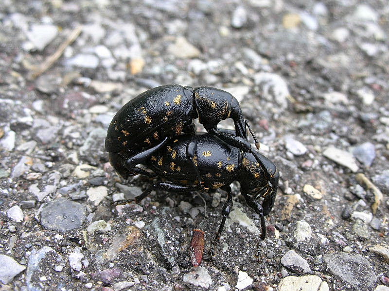 Liparus glabrirostris in Val Trompia (Brescia)